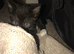 Female kitten & one male