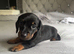 Beautiful Miniature Dachshund Puppies