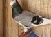 Turksh