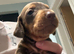 Ready to leave! Last 3 Miniature Dachshunds, purebred.