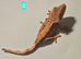 Juvenile Crested Geckos with full Lineage