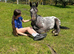 Appaloosa Filly
