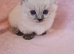 Ragdoll kittens