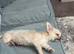 2 gorgeous teacup chihuahuas looking for their forever home