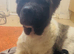 Akita puppies