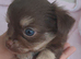 Long Coat Chihuahua puppies