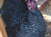 Pekin trio