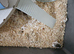Syrian hamster