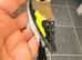 2025 goldfinch male very fit and healthy