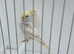 BEAUTIFUL PROVEN PAIR REDPOLLS MUTATION COLORS
