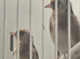 2026 goldfinches for sale