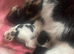 two male kittens for sale