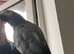 African grey for sale