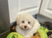 Beautiful Schnoodle Puppy  GIRL