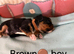 Health Tested Cavalier King Charles