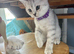 READY NOW British Shorthair Kitten