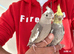 Super hand tamed baby cockatiel for sale