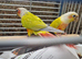 Proven pair mutatation conure