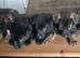 KC registered German shepherd pups