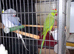Proven pair of Ringnecks