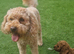 Cavapoo