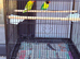 4 lovebirds with cage