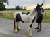 3 year old cob mare