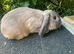 Beautiful mini lop buck