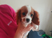 King Charles Spaniels. Very rare markings!!!.