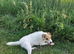 11 month old parson jack Russell
