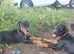 Lovely Euro Doberman pups