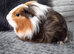 2 Cavy Guinea Pig girls