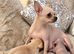 Chihuahua Cross Chinese Crested Pups