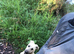 Boy dog saluki collie greyhound whippet