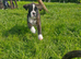 Pedigree Boxer's