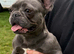 2 year old French bulldog