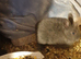 Netherland darf babies from my show lines