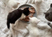 VET CHECKED British Short hair kittens