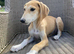 Lovely Litter of Lurcher Puppies Available