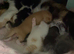 I have 4 beautiful kittens mum is a Calico and dad is a Maine coon