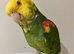 Tame Amazon yellow headed super talkative