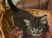Fluffy Long Haired Mixed Breed Kittens - RESERVE