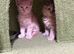 Maincoon kittens
