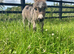 Miniature Mediterranean colt