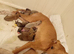 14th generation working lurcher pups