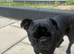 Pug