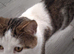 Male cat