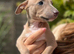 Whippet x Italian Greyhound