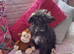 Papillon x toy poodle