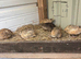 Coturnix quail mainly females